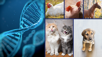 Imagen que muestra una cadena de ADN en el extremo izquierdo y una variedad de animales en el lado derecho de la imagen.