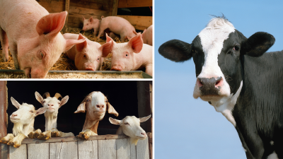 collage de fotos de cerdos comiendo de un comedero, cabras en un establo y una vaca lechera Jersey