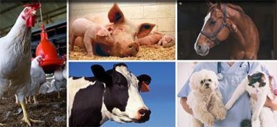 collage de imágenes de animales que incluyen pollo, cerdo, vaca, caballo, perro y gato